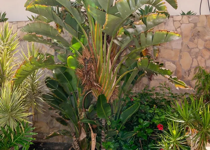 فيلة V8 كاليتا ذي فوستي